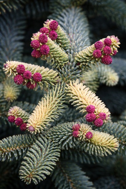 Ялиця іспанська Ауреа фото